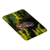 Arabian Stallion Magneet (Rechterzijde)