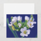 Arabidopsis Thaliana Flower Briefkaart (Voorkant / Achterkant)