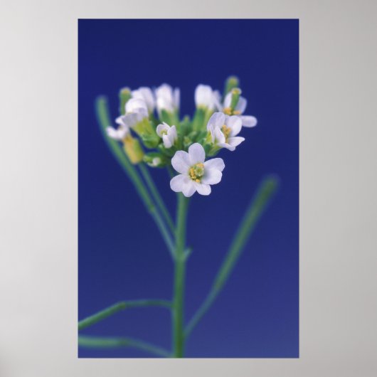 Arabidopsis Thaliana Flower Poster (Voorkant)