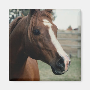 Arabier bij Weiland Magneet