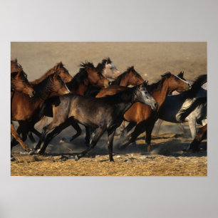 Arabieren die in de woestijn lopen poster