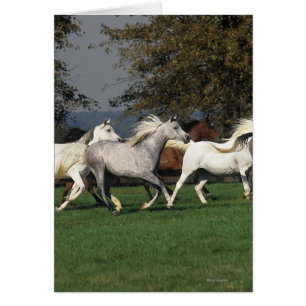 Arabieren die in het veld lopen