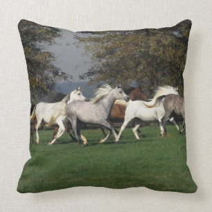 Arabieren die in het veld lopen kussen