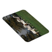 Arabieren die in het veld lopen magneet (Rechterzijde)