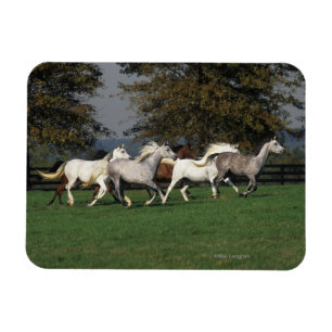 Arabieren die in het veld lopen magneet