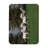 Arabieren die in het veld lopen magneet (Verticaal)