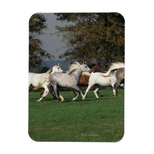 Arabieren die in het veld lopen magneet