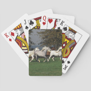 Arabieren die in het veld lopen pokerkaarten