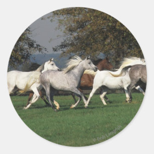 Arabieren die in het veld lopen ronde sticker