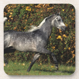 Arabieren die lopen: herfst onderzetter