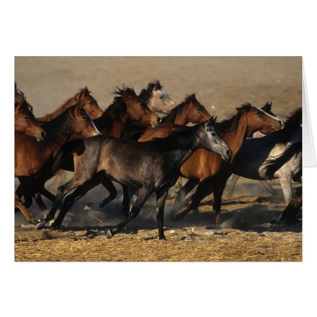 Arabieren in de woestijn (Voorkant Horizontaal)