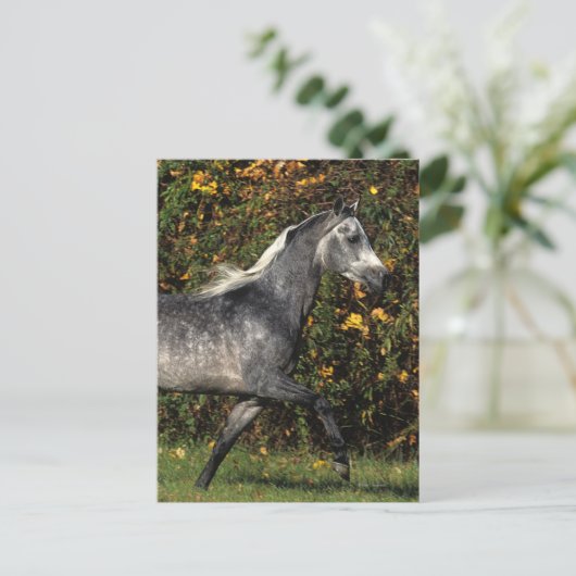 Arabieren lopen najaar briefkaart (Staand voorkant)