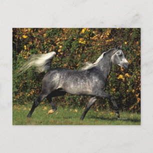 Arabieren lopen najaar briefkaart