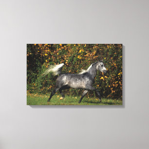 Arabieren lopen najaar canvas afdruk