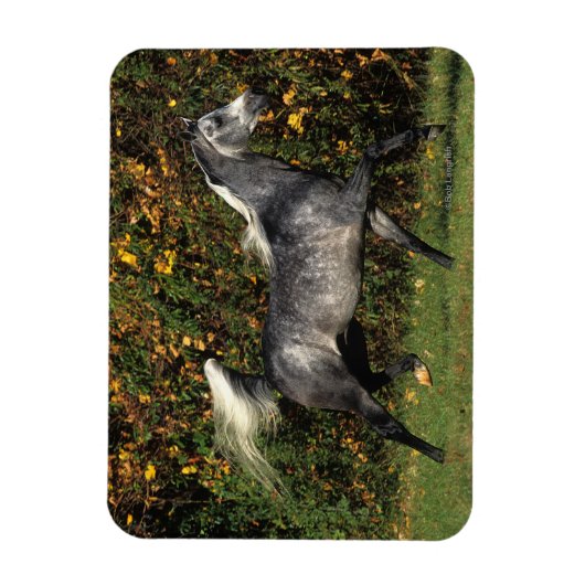 Arabieren lopen najaar magneet (Verticaal)