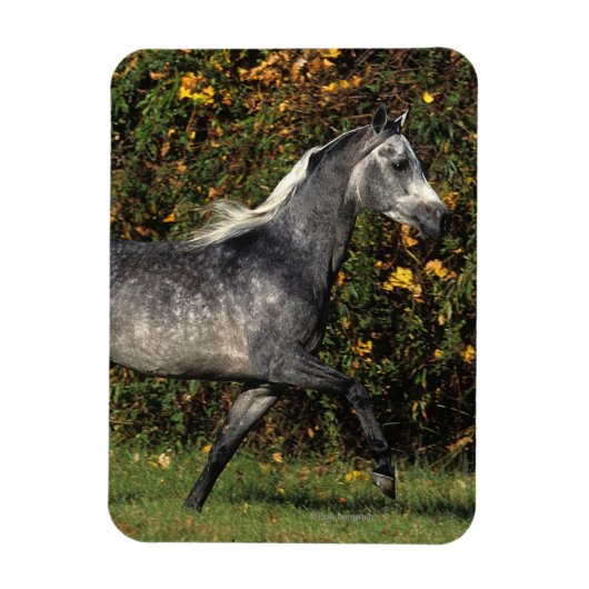 Arabieren lopen najaar magneet (Verticaal)