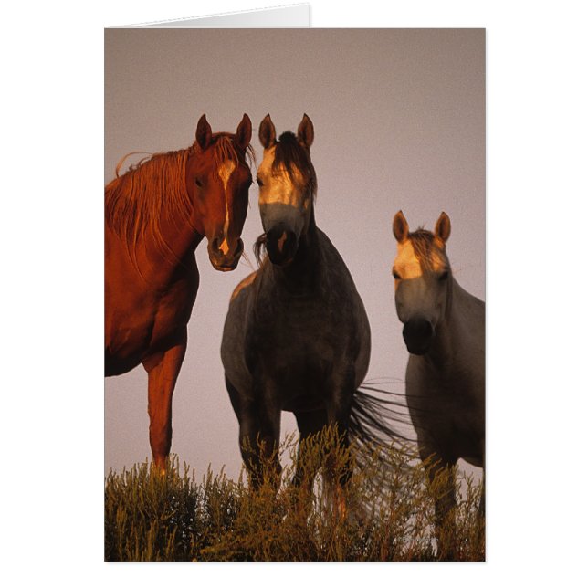 Arabieren op zonsondergang (Voorkant)