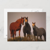 Arabieren op zonsondergang briefkaart (Voorkant / Achterkant)