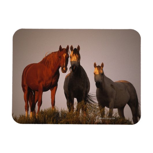 Arabieren op zonsondergang magneet (Horizontaal)