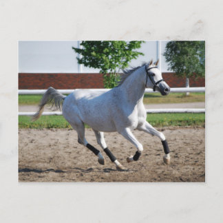 Arabisch 1 briefkaart