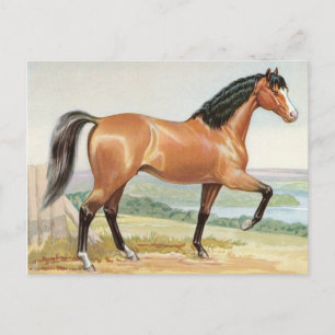 Arabisch Bay Paard Waterverf Fine Art Briefkaart