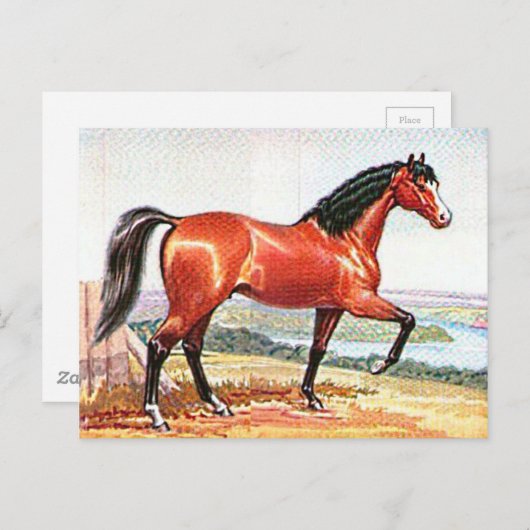 Arabisch Bay Paard Waterverf Fine Art Briefkaart (Voorkant / Achterkant)