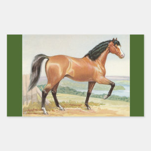 Arabisch Bay Paard  Waterverf Fine Art Rechthoekige Sticker