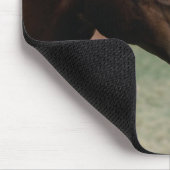 Arabisch in pasta muismat (Hoek)