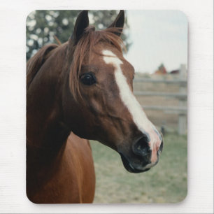 Arabisch in pasta muismat