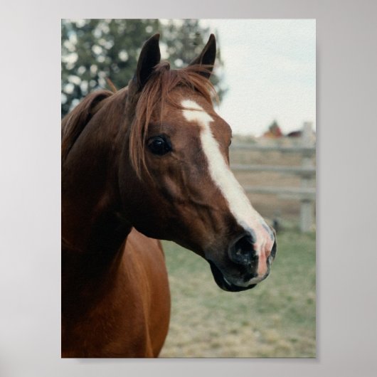 Arabisch in pasta poster (Voorkant)