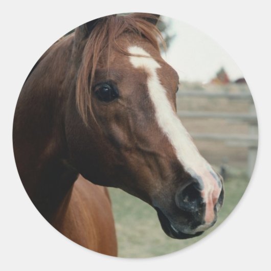 Arabisch in pasta ronde sticker (Voorkant)