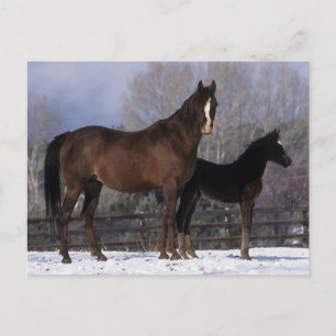 Arabisch Mare & Foal in sneeuw Briefkaart