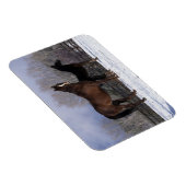 Arabisch Mare & Foal in sneeuw Magneet (Rechterzijde)