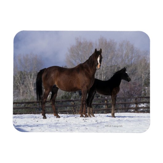 Arabisch Mare & Foal in sneeuw Magneet (Horizontaal)