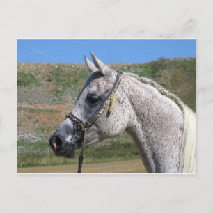 Arabisch paard briefkaart