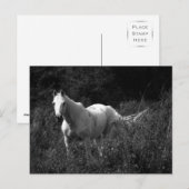 Arabisch paard briefkaart (Voorkant / Achterkant)