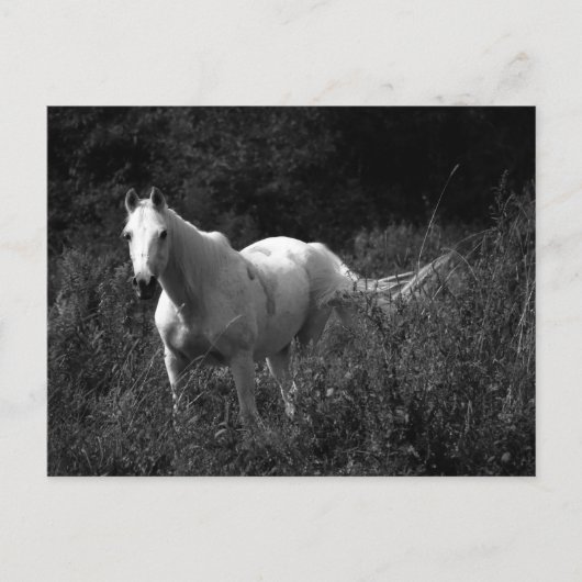 Arabisch paard briefkaart (Voorkant)