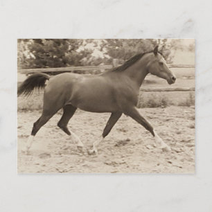 Arabisch paard briefkaart