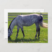 Arabisch paard briefkaart (Voorkant / Achterkant)