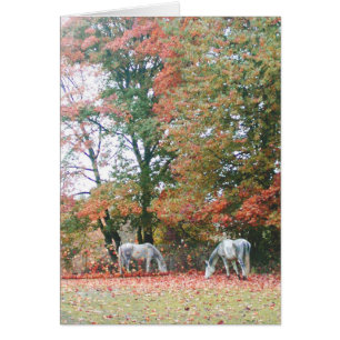 Arabisch paard Chas & Chiaro