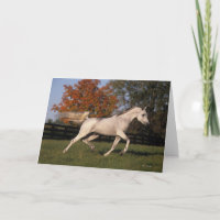 Arabisch Paard: De herfst 2