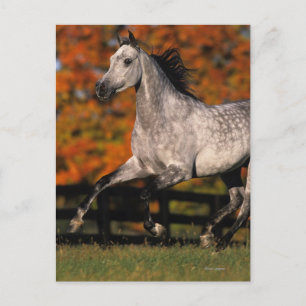 Arabisch paard: herfst 1 briefkaart