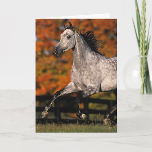 Arabisch paard: herfst 1 kaart (Voorkant)