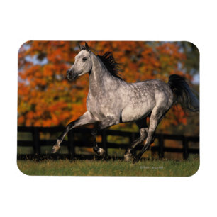 Arabisch paard: herfst 1 magneet