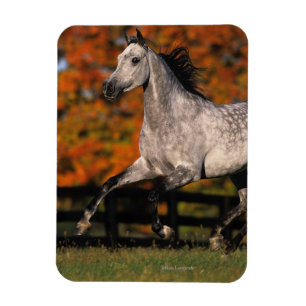 Arabisch paard: herfst 1 magneet