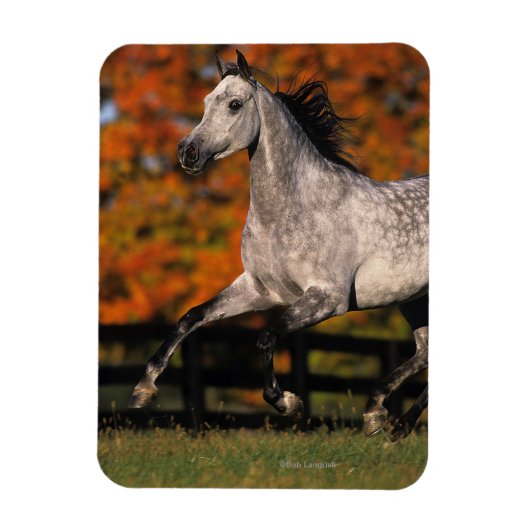 Arabisch paard: herfst 1 magneet (Verticaal)