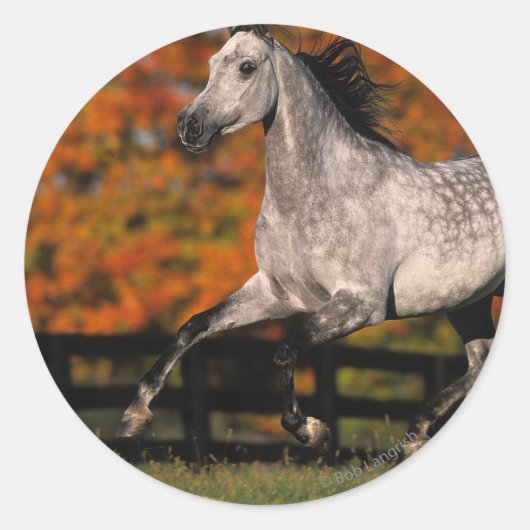 Arabisch paard: herfst 1 ronde sticker (Voorkant)