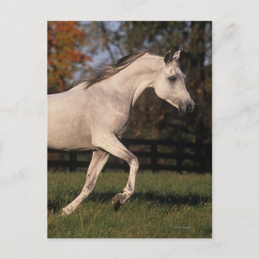 Arabisch paard: herfst 2 briefkaart (Voorkant)