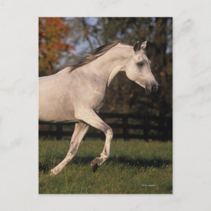 Arabisch paard: herfst 2 briefkaart