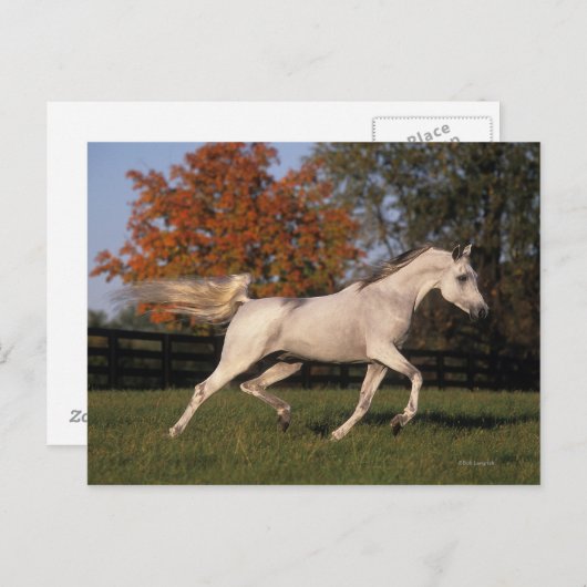 Arabisch paard: herfst 2 briefkaart (Voorkant / Achterkant)